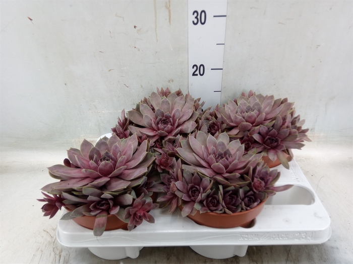 <h4>Sempervivum   ...mix</h4>