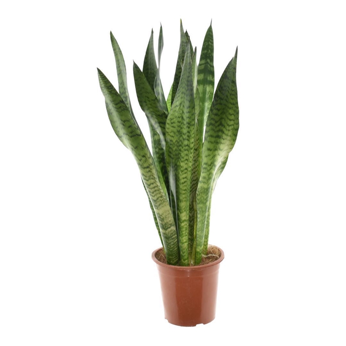 <h4>Sansevieria zeylanica</h4>