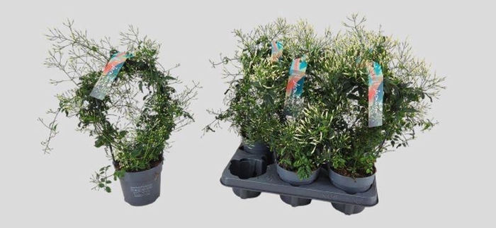 <h4>JASM POLYANTHUM</h4>