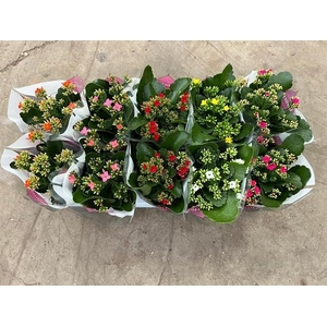 Kalanchoe Favorita 6 Colour Mix - S