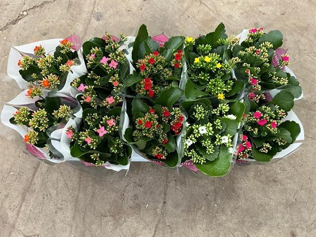 Kalanchoe Favorita 6 Colour Mix - S