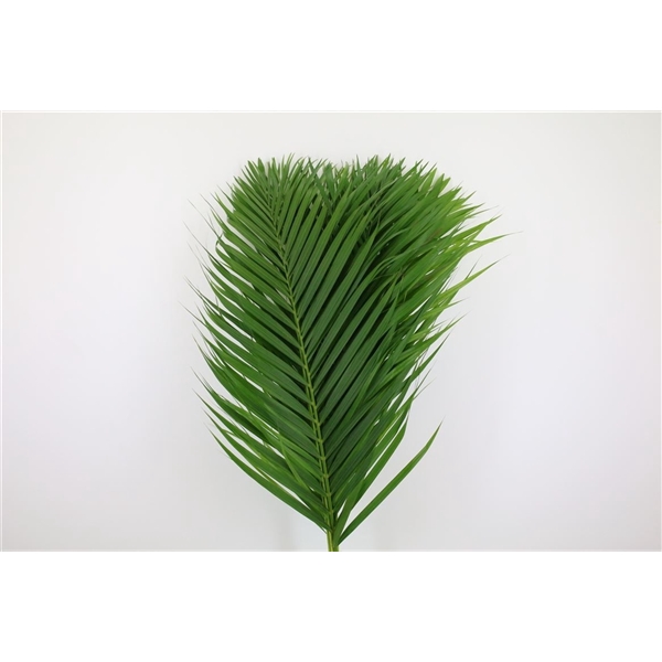 <h4>Cane Palm 80cm</h4>