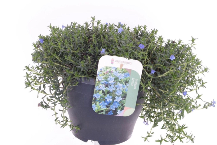 <h4>Lithodora diffusa</h4>