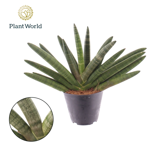 <h4>Sansevieria cylindrica 'Skyline'</h4>