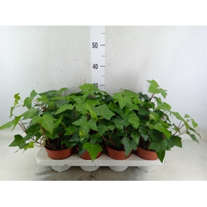 Hedera alger. 'Montgomery'
