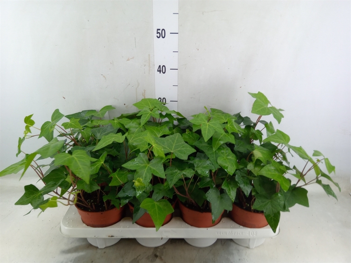 <h4>Hedera alger. 'Montgomery'</h4>