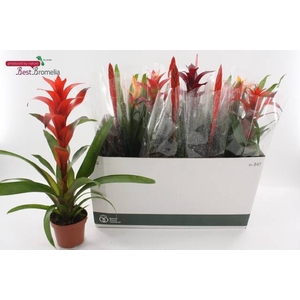 BROMELIA GEM