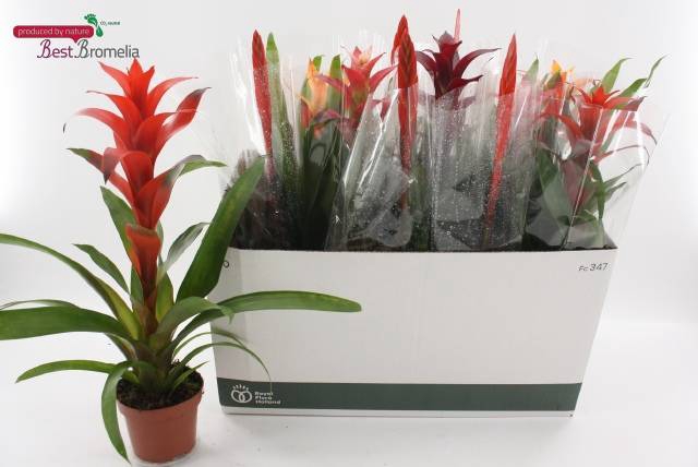 <h4>BROMELIA GEM</h4>