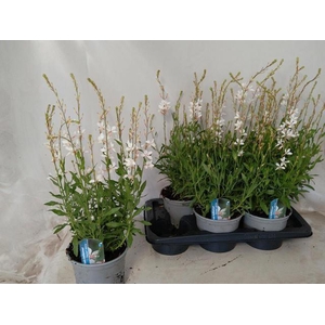 GAUR LI GEYSER WHITE