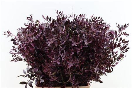 <h4>PISTA KLB H%</h4>