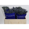 Eryngium Blue Dynamite