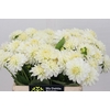 Dahlia White Cap