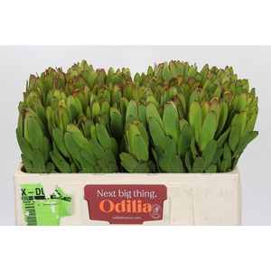 LEUCAD SAF GOLDSTRIK