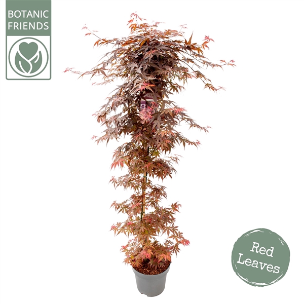 <h4>Acer palm. 'Skeeter's Broom'</h4>