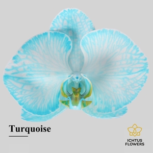 Phalaenopsis