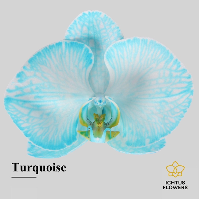 <h4>Phalaenopsis</h4>