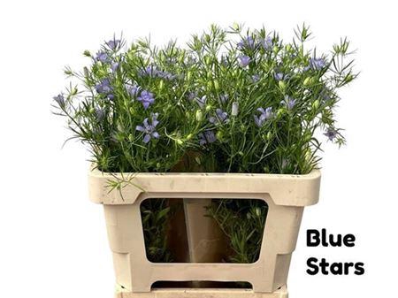 <h4>Nigella Bucharica Bleu</h4>
