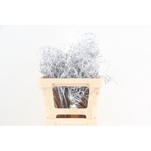 Stem Ting Ting Silver Per Stem 50cm