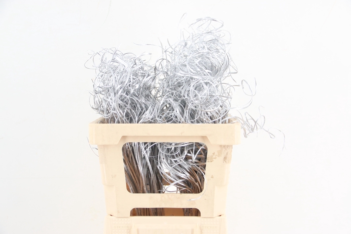 <h4>Stem Ting Ting Silver Per Stem 50cm</h4>