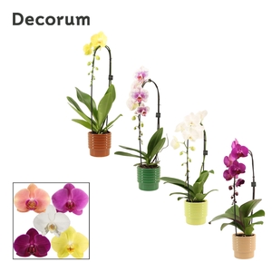 Phalaenopsis cascade 1 tak mix in Naemi (Natural bubble-collecti