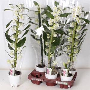 !! PROMO !! DENDROBIUM NOBILE 1 TAK