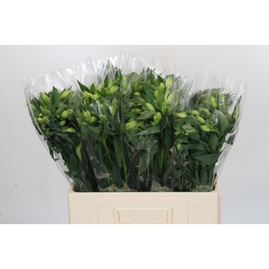 Alstroemeria White