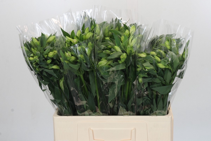 <h4>Alstroemeria White</h4>
