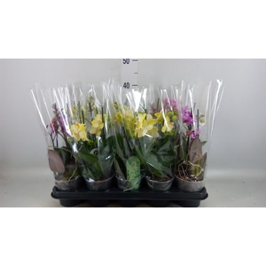 PHALAENOPSIS MULTI.   ...MIX  4 KAB