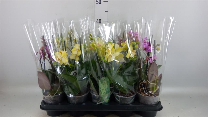 <h4>PHALAENOPSIS MULTI.   ...MIX  4 KAB</h4>