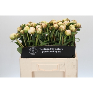 Paeonia Bowl Of Cream