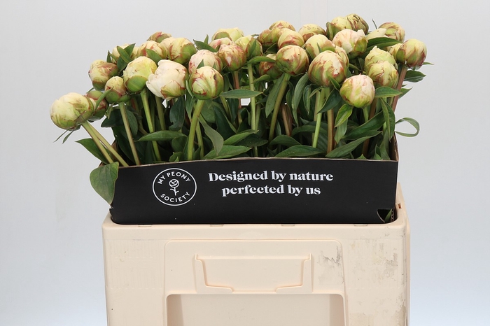 <h4>Paeonia Bowl Of Cream</h4>