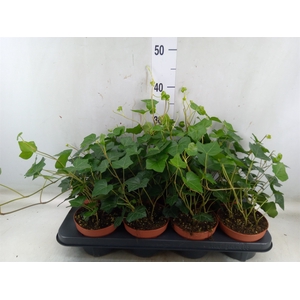 Hedera hibernica