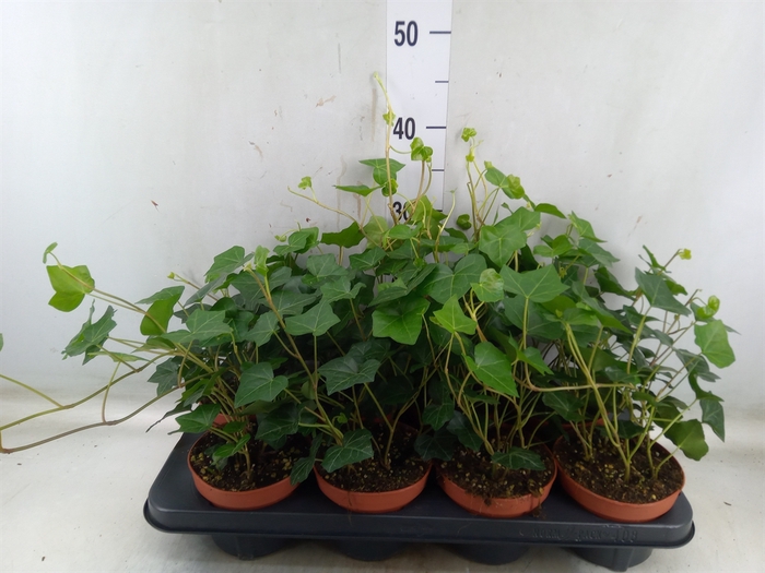 <h4>Hedera hibernica</h4>