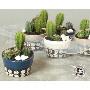 ARR CACTUS