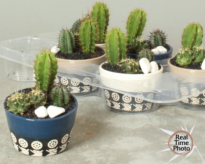 <h4>ARR CACTUS</h4>