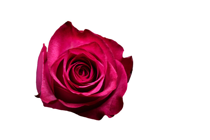 R Gr Lola Hot Pink 50cm CO