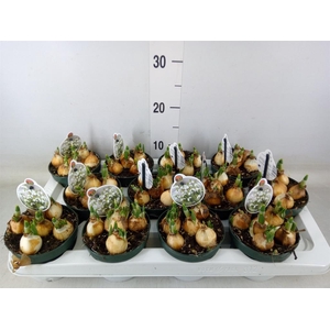 Galanthus nivalis   ...in pot