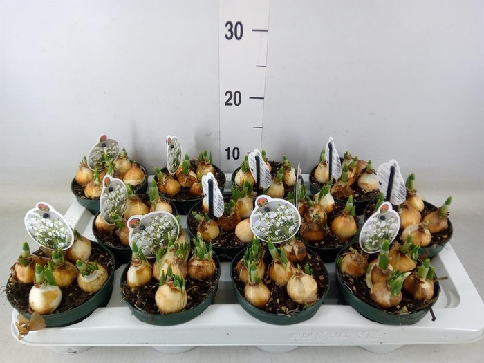 <h4>Galanthus nivalis   ...in pot</h4>