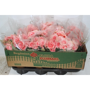 BEGONIA BORIAS P15