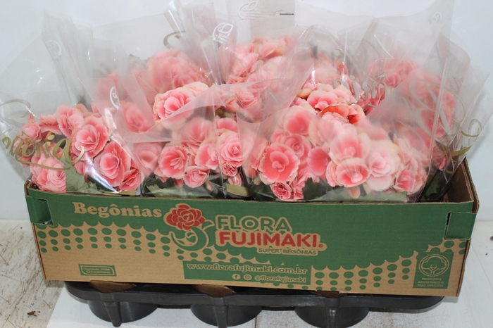 <h4>BEGONIA BORIAS P15</h4>