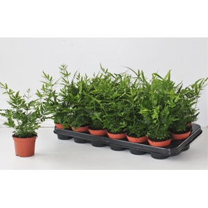 Pteris Ensiformis 'Evergreen'