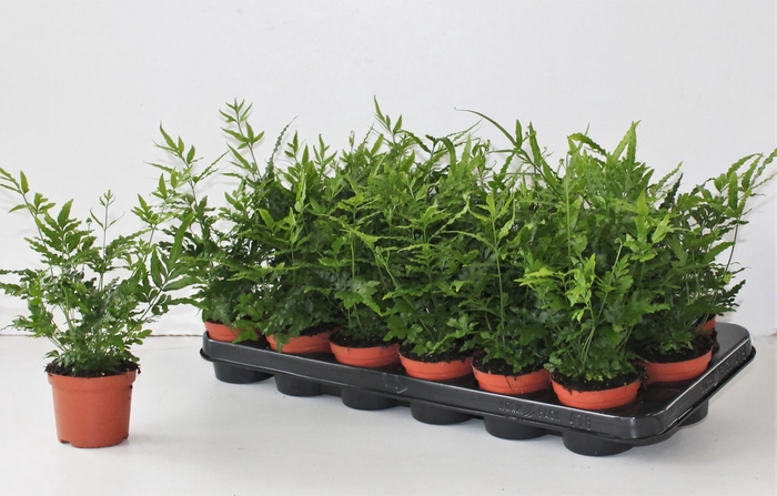 Pteris Ensiformis 'Evergreen'