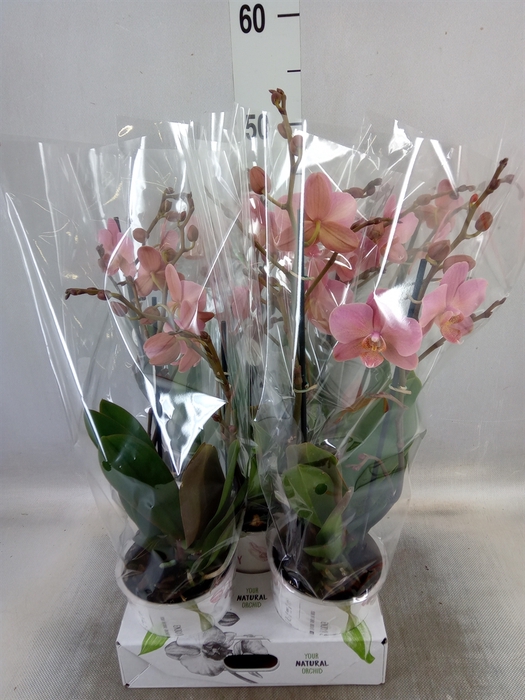 <h4>Phalaenopsis multi. 'Ant Treviso'</h4>