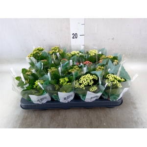 Kalanchoe blos. 'RosDon Collection'