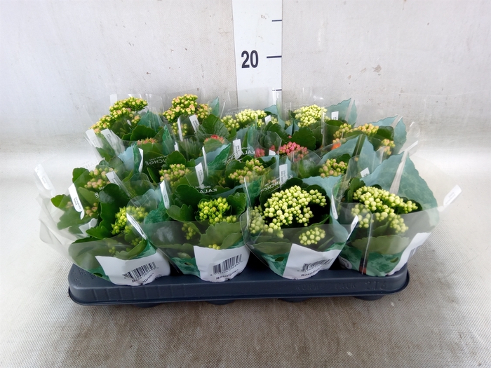 <h4>Kalanchoe blos. 'RosDon Collection'</h4>