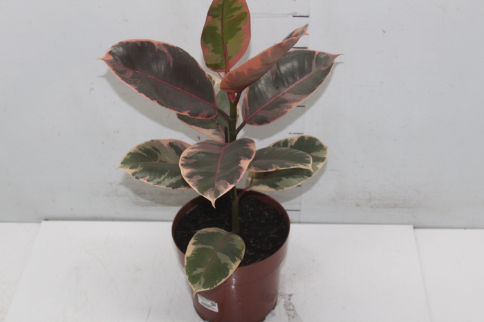 <h4>FICUS ELASTICA RUBY P17</h4>