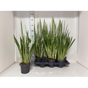 SANSEV TRIFASCIA  OV