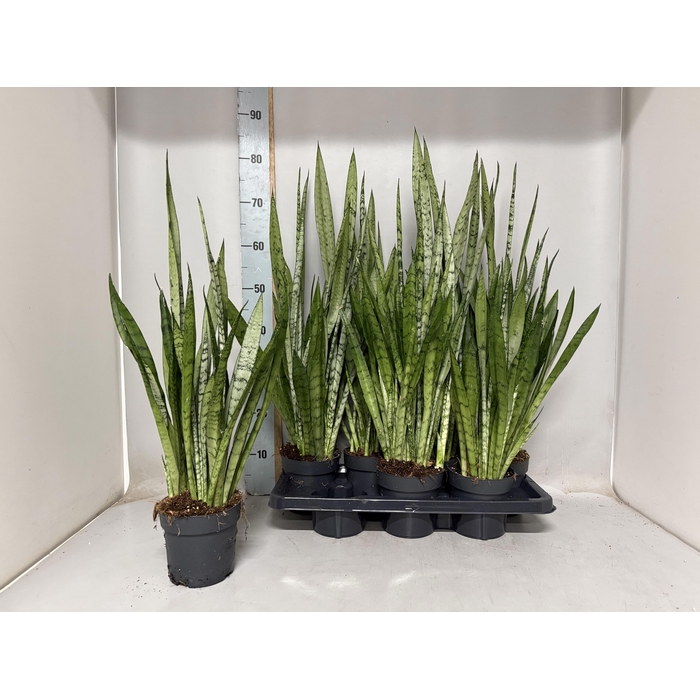 <h4>SANSEV TRIFASCIA OV</h4>