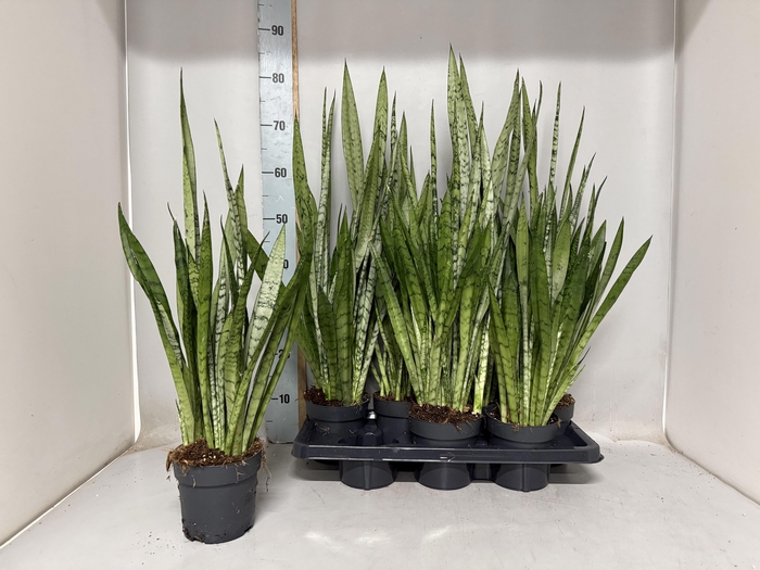 <h4>SANSEV TRIFASCIA  OV</h4>