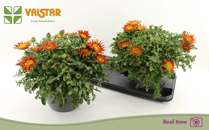 <h4>GAZ R GELBE JUPITE</h4>